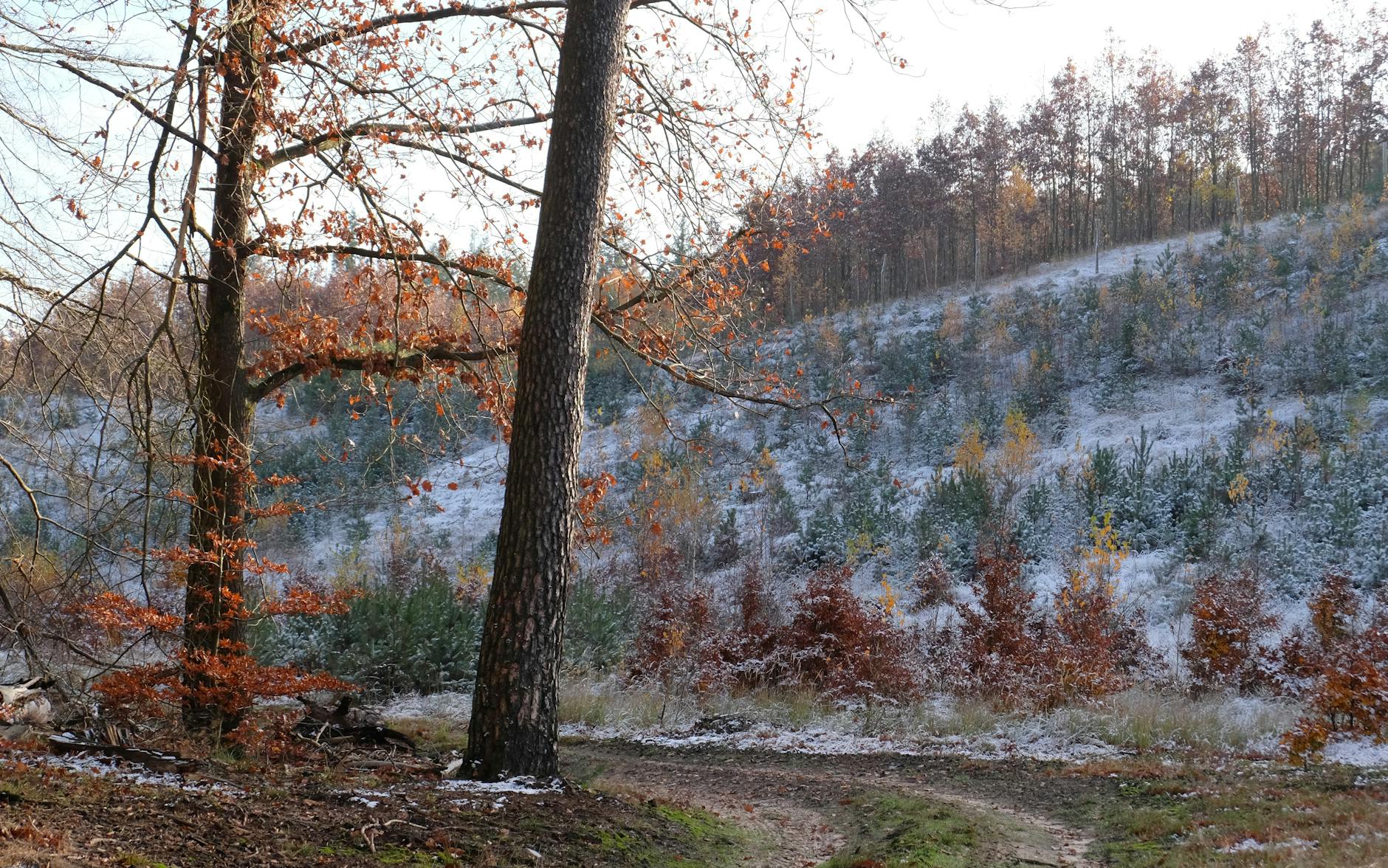Ostatnie przymrozki w Podkowie Leśnej – czas sadzenia roślin w ogrodach i na działkach.